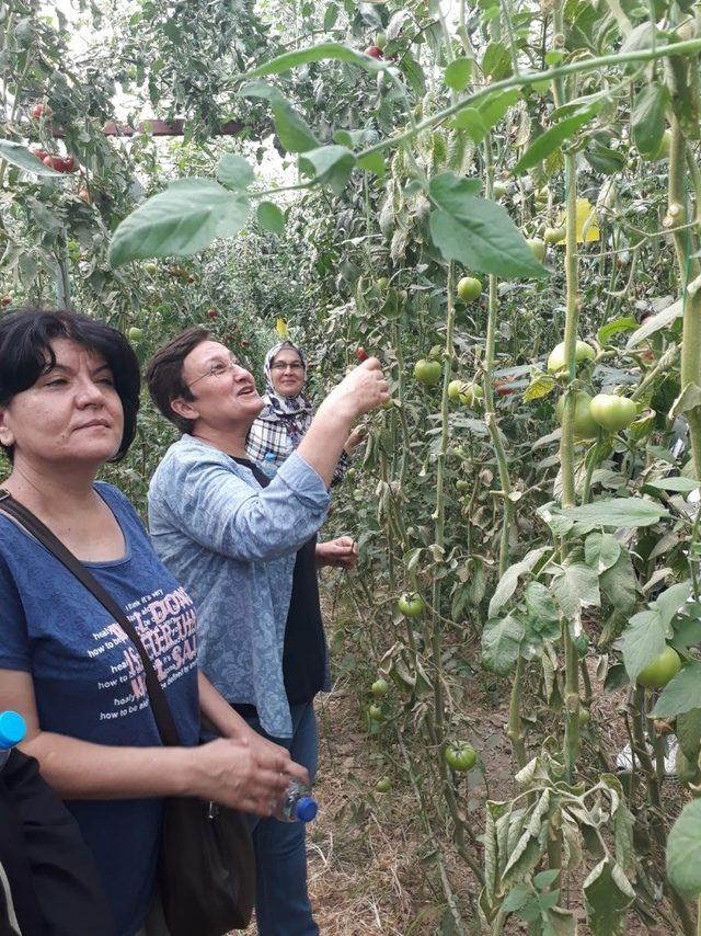 Alaşehir’de bilinçli tarım için seracılık kursu