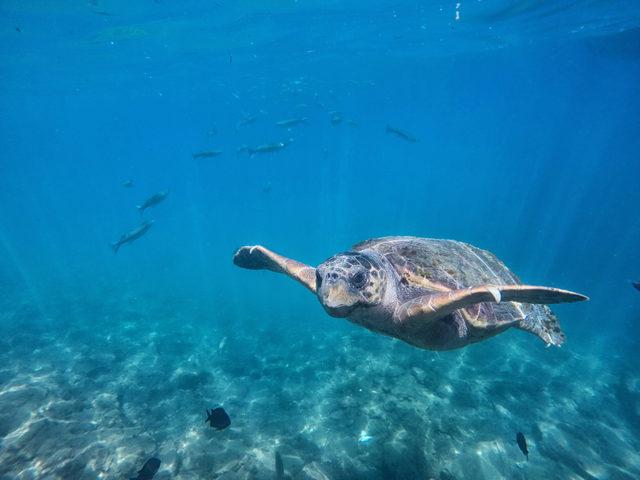 Caretta carettalar, turistlerle yüzdü