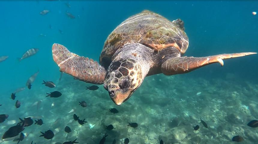 Caretta carettalar, turistlerle y&uuml;zd&uuml;