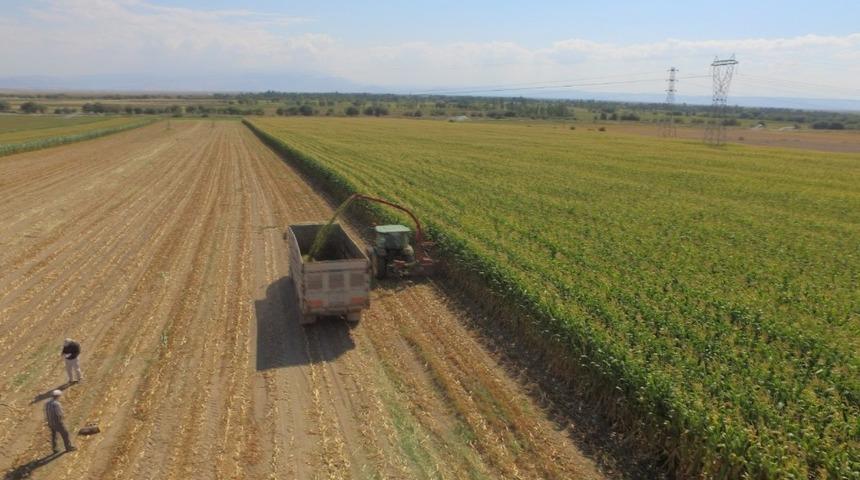Develi’de silaj hasadı başladı