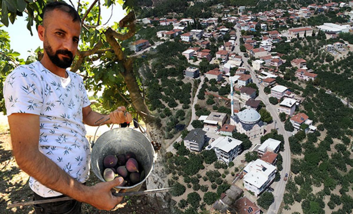 K&ouml;y&uuml;n n&uuml;fusu, incir hasadında 3 katına &ccedil;ıkıyor