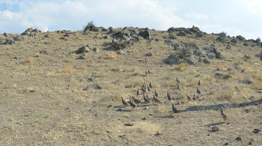 Ağrı Dağı Milli Parkına bin keklik bırakıldı