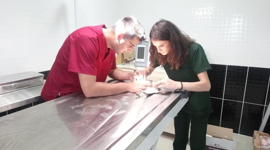 Yaralı Kerkenez Kars&rsquo;ta tedavi altına alındı