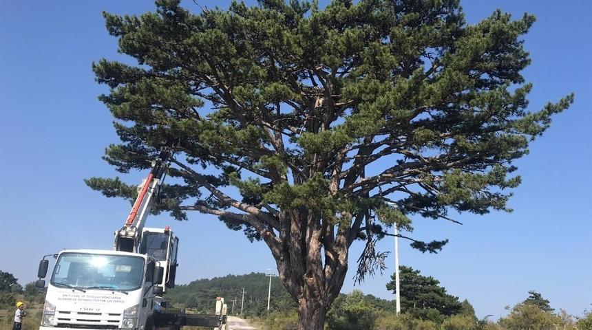 Anıt ve tescilli ağa&ccedil;larda rehabilitasyon &ccedil;alışmaları