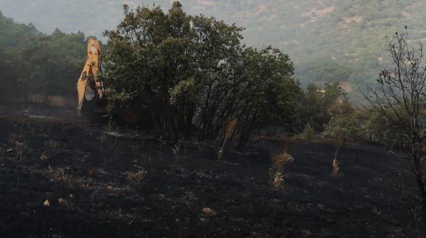 Yangında, ağa&ccedil;lar zarar g&ouml;rd&uuml;