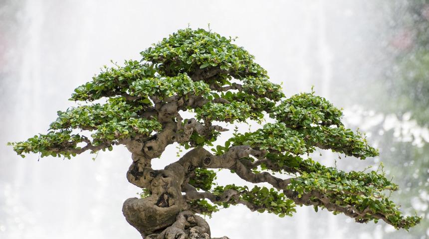 Bu ağaca atom bombası bile işlemedi!