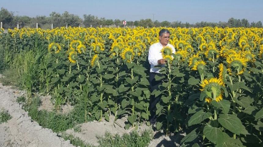 Konya Şeker ay&ccedil;i&ccedil;eği alım fiyatlarını a&ccedil;ıkladı