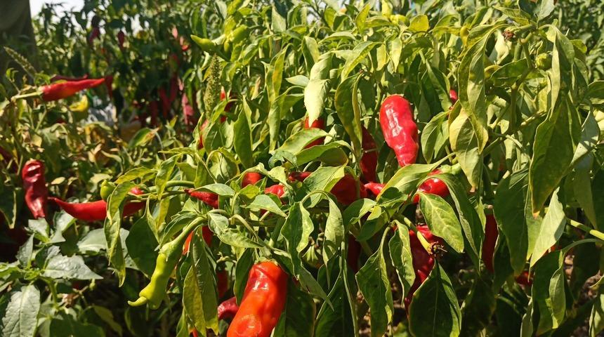 Gaziantep‘te kırmızı biber hasadı başladı