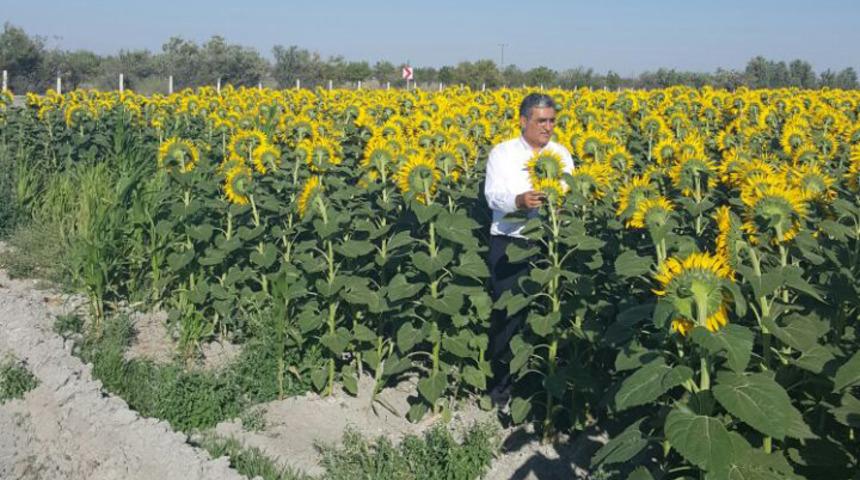 Konya Şeker'den ayçiçeği alım fiyatı açıklaması