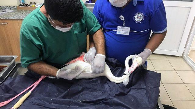 Büyükşehir ekipleri yaralı Flamingo’yu tedavi etti
