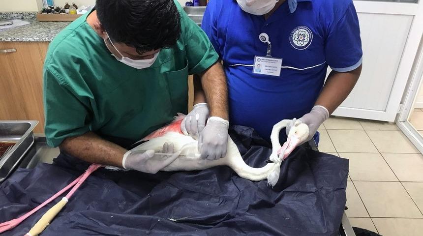 B&uuml;y&uuml;kşehir ekipleri yaralı Flamingo&rsquo;yu tedavi etti
