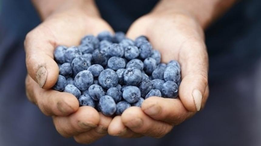 9 Adımda Balkonunuzda Yaban Mersini Yetiştirin!