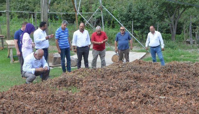 Üreticiler tapusuz fındık alanlarının çözüme kavuşmasını istiyor