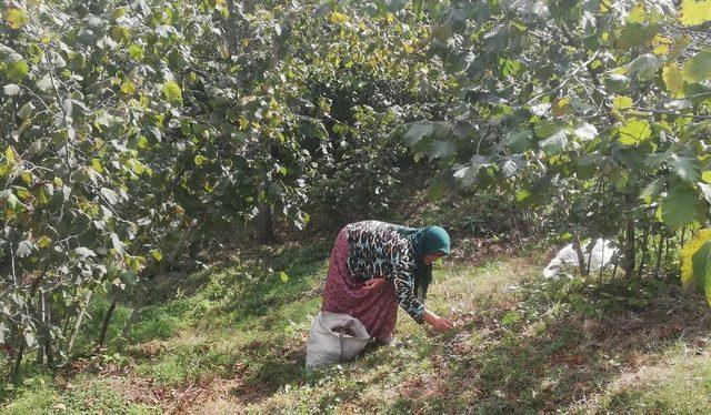 Üreticiler tapusuz fındık alanlarının çözüme kavuşmasını istiyor