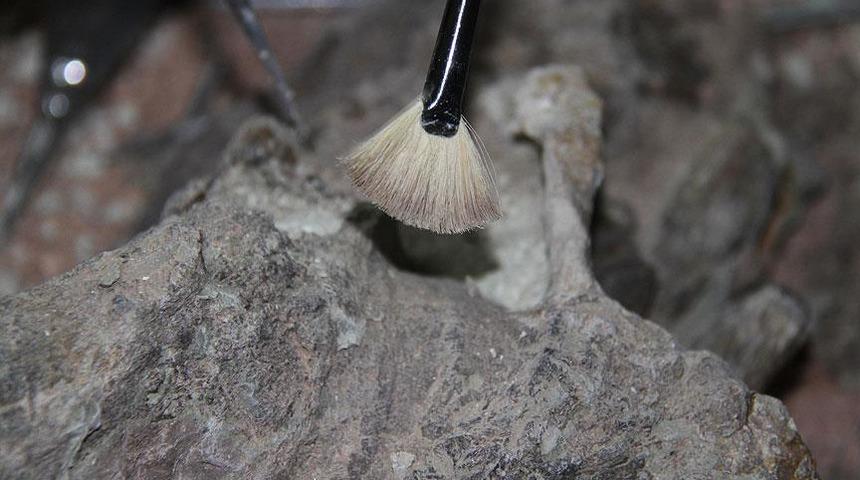 Kayseri'de bulundu! Tek parça halinde ve 7,5 milyon yıllık