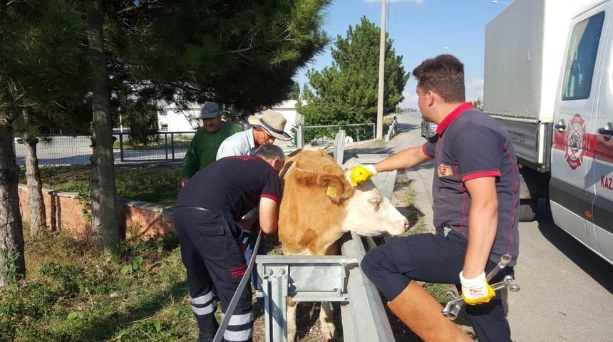 Bariyerlere sıkışan ineği itfaiye kurtardı
