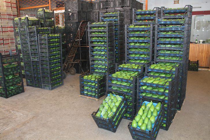 Alanya’dan Bulgaristan’a ilk kez avokado ihracatı