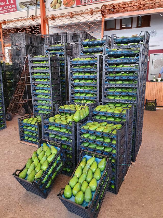 Alanya'dan Bulgaristan'a da avokado ihracatı başladı