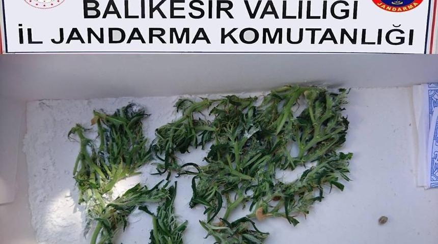 Bandırma&rsquo;da kenevir operasyonu