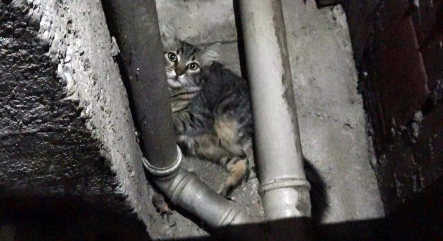 Apartman boşluğunda sıkışan hırçın kedi, kurtarıcılarını tırmaladı