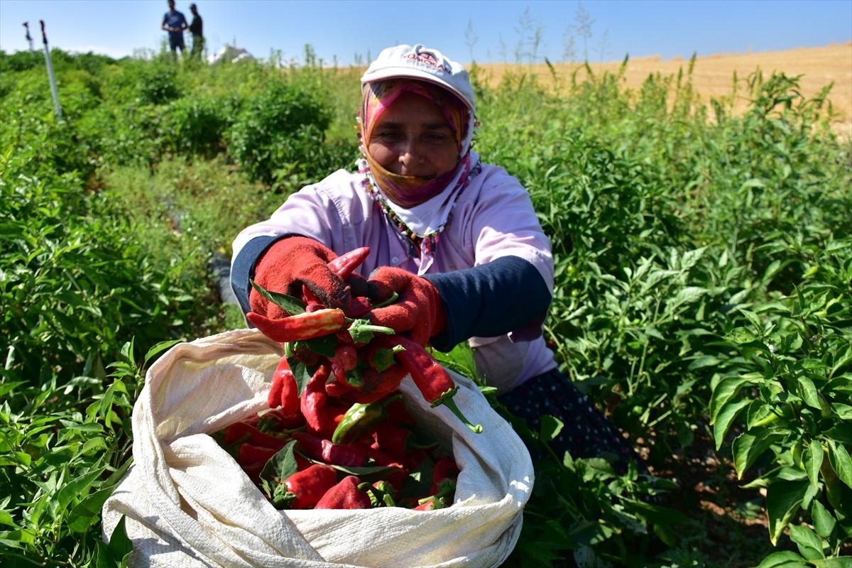 Dondurma kentinin "acısı" sofraları s&uuml;sleyecek