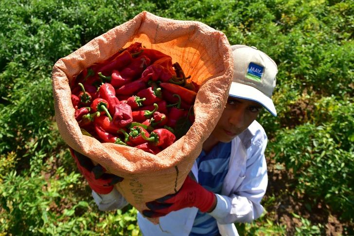 Dondurma kentinin "acısı" sofraları süsleyecek G1