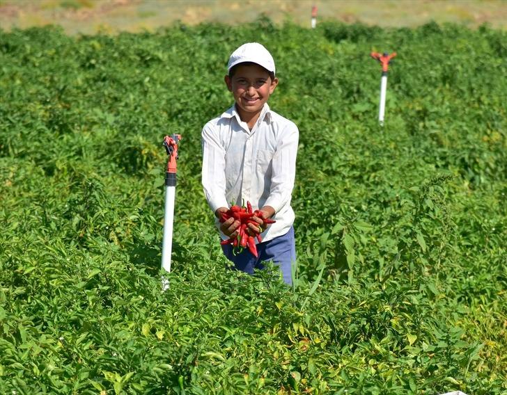 Dondurma kentinin "acısı" sofraları süsleyecek G2