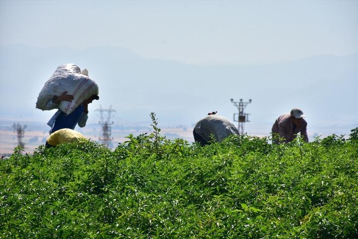 Dondurma kentinin "acısı" sofraları süsleyecek G3