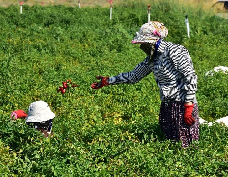 Dondurma kentinin "acısı" sofraları süsleyecek G4