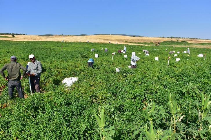 Dondurma kentinin "acısı" sofraları süsleyecek G5