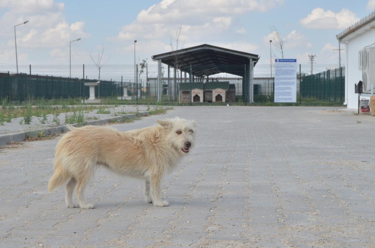 Aylar ge&ccedil;ti ama unutmadı... Sahibinden ka&ccedil;an k&ouml;pek tedavi olduğu barınağa geldi