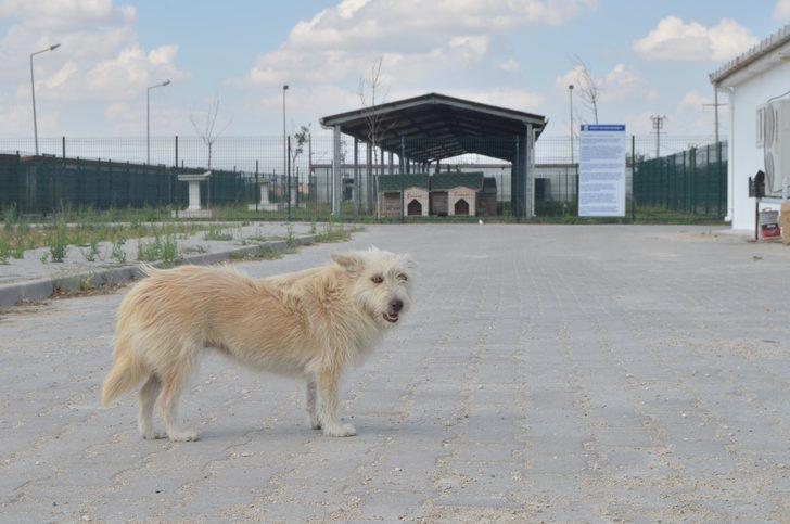 Aylar geçti ama unutmadı... Sahibinden kaçan köpek tedavi olduğu barınağa geldi G4