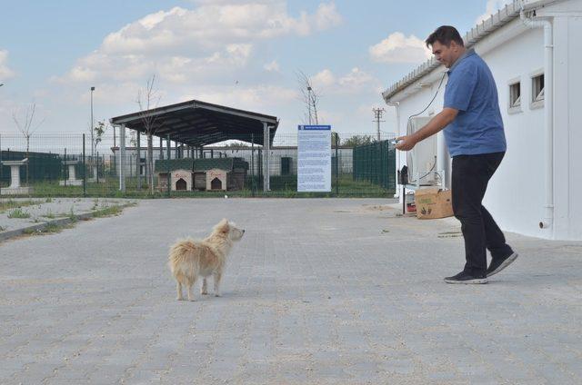 (Özel) Sadakatin böylesi: Sahibinden kaçıp tedavi olduğu barınağa geldi