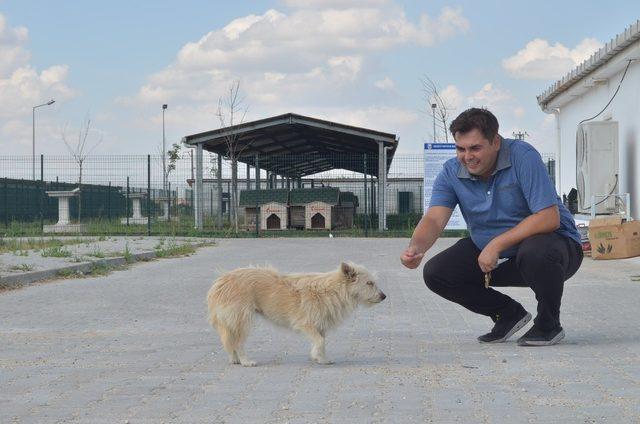 (Özel) Sadakatin böylesi: Sahibinden kaçıp tedavi olduğu barınağa geldi