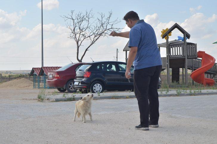 Aylar geçti ama unutmadı... Sahibinden kaçan köpek tedavi olduğu barınağa geldi G1