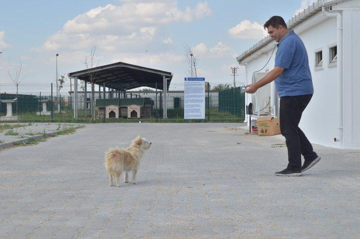 Aylar geçti ama unutmadı... Sahibinden kaçan köpek tedavi olduğu barınağa geldi G2