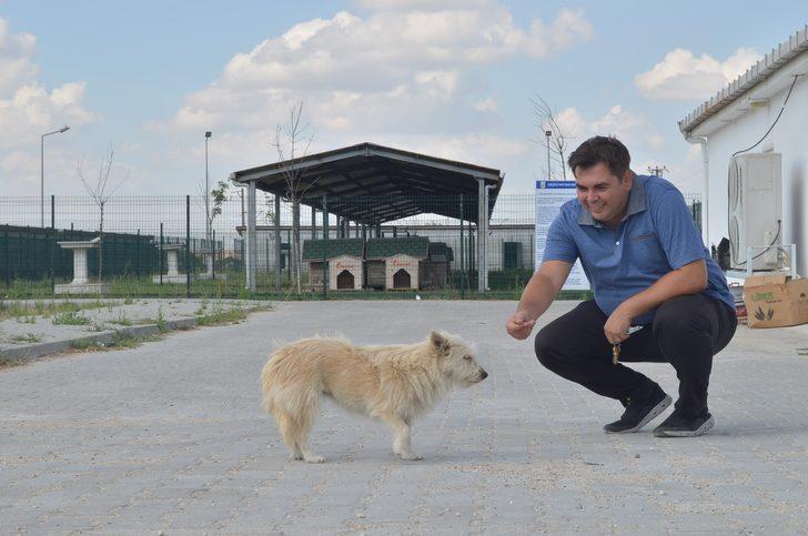 Aylar geçti ama unutmadı... Sahibinden kaçan köpek tedavi olduğu barınağa geldi G3