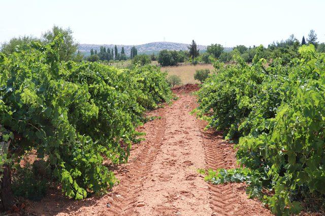 Türkiye'nin şaraplık üzüm deposunda, fiyat artışı için güç birliği