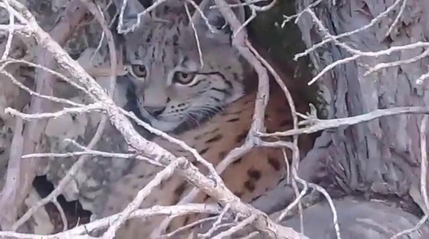 Mersin’de vaşak görüntülendi