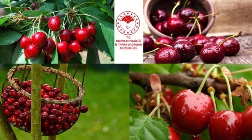 Havza Bazlı Meyveciliği Geliştirme Projesine son başvuru 2 Eyl&uuml;l