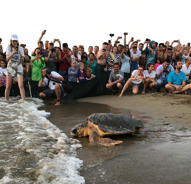 Tedavileri tamamlanan caretta carettalar denize bırakıldı