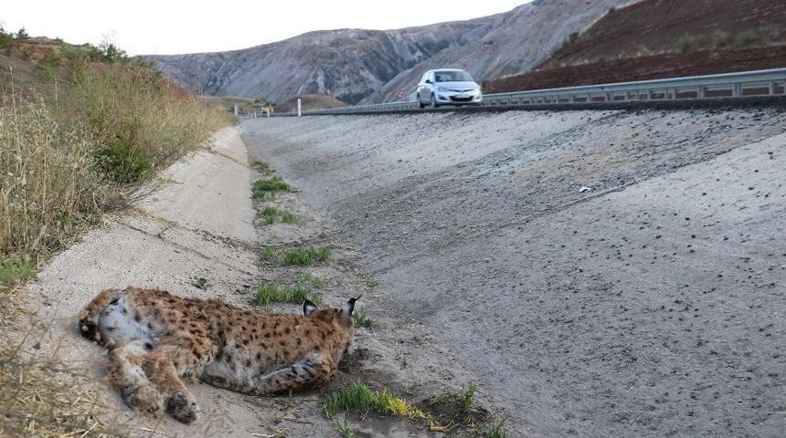Sivas&rsquo;ta koruma altındaki vaşağa otomobil &ccedil;arptı