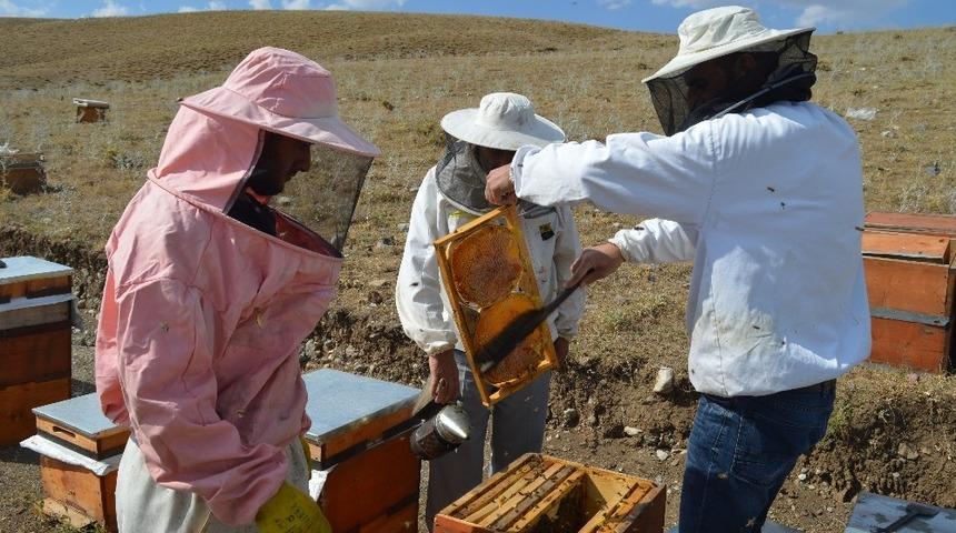 Zorlu bal hasadı başladı
