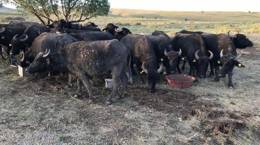Y&uuml;ksekova&rsquo;da Manda Dağıtımı