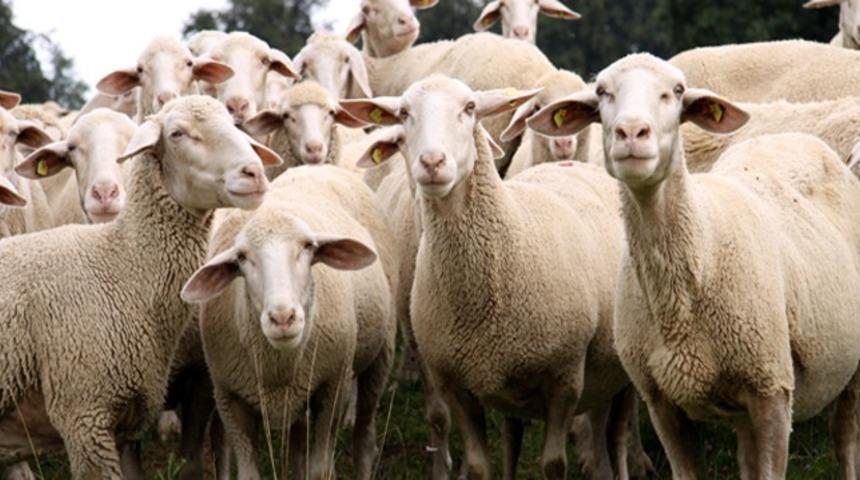 K&uuml;tahya&rsquo;da k&uuml;&ccedil;&uuml;kbaş hayvan sayısı 483 bin 676