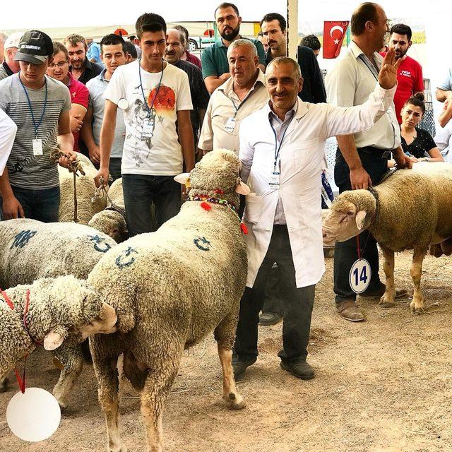 Türkiye’nin çobanları bu fuarda buluşuyor