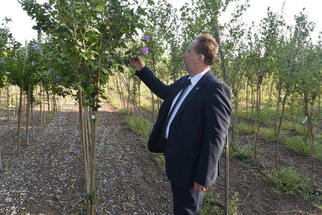 Karesi’de doğan her bebeğe bir fidan dikilecek