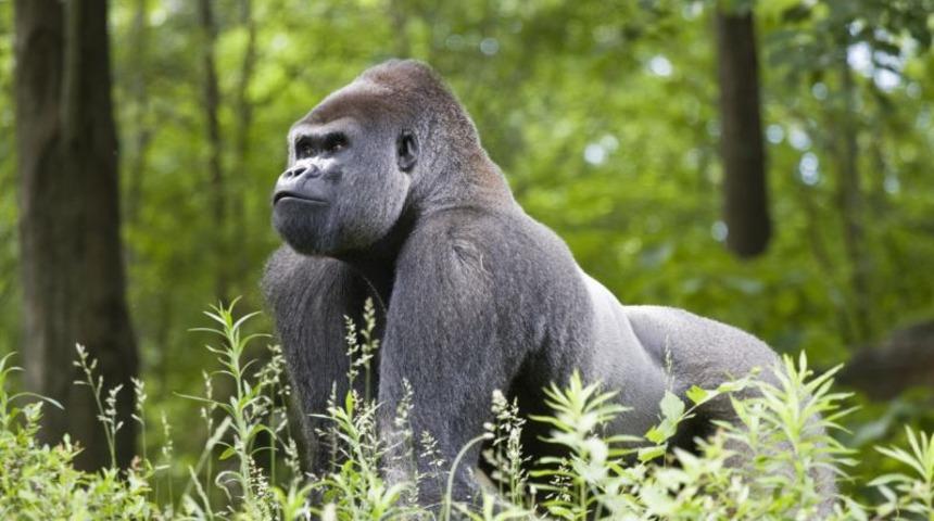 Goriller vücut çalışmamasına rağmen nasıl böyle kaslılar?