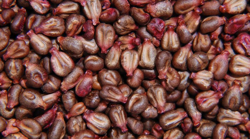 Kanser riskini azaltan besin önerileri