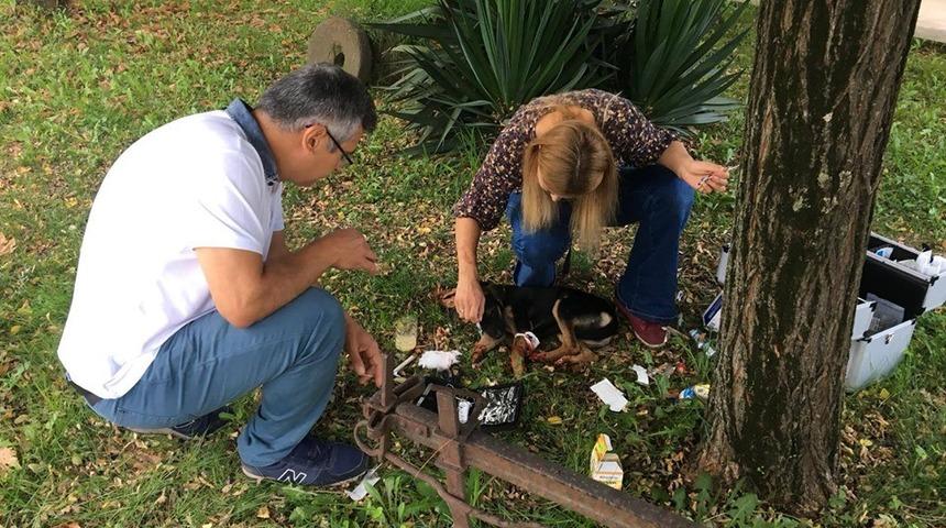 Otomobil çarpan köpeğe veterinerden ilk müdahale